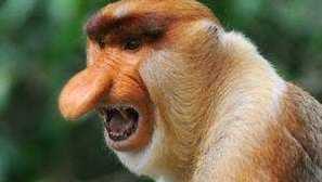 Opičie nosa. Muski život s veľkým nosom